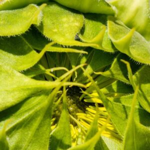 Celebrate the Season with Haiku: An Online Equinox Weekend Retreat